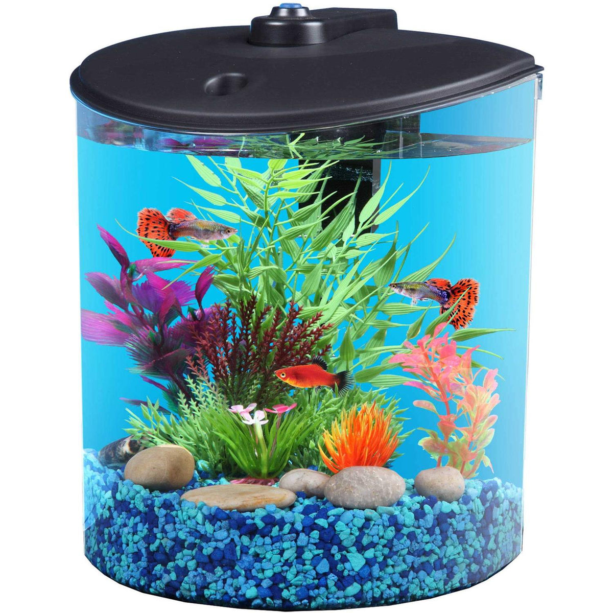 1.5-Gallon Fish Tank with LED Lighting and Power Filter Q2490