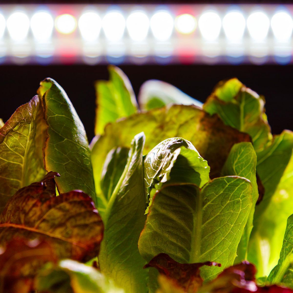 19 Watt 2 ft. Full Spectrum LED Grow Light C1274