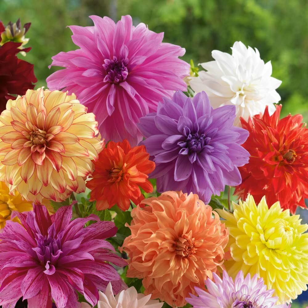 3 Large Tubers Mixed Colors Dahlia Bulbs E4607