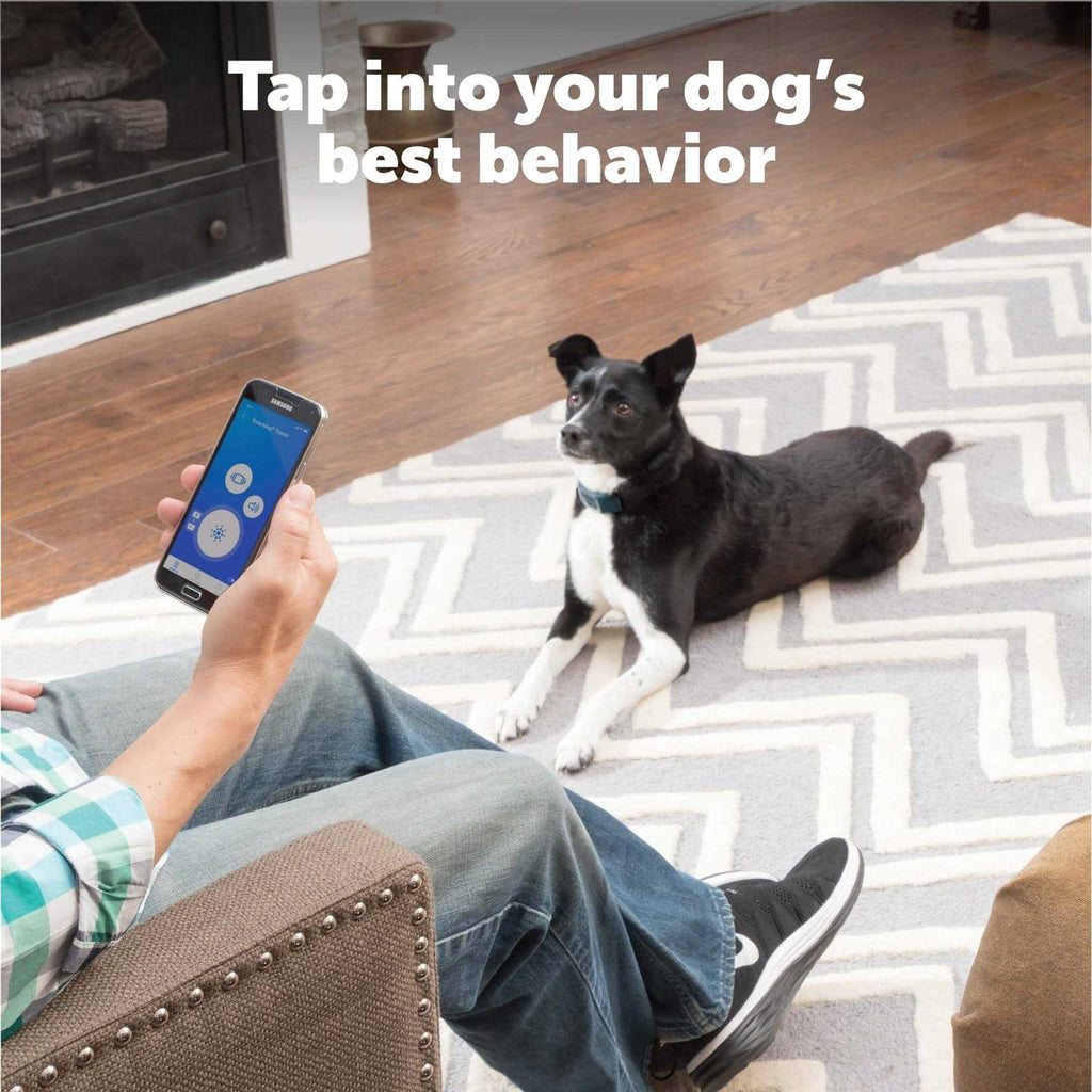 Dog Trainer D81097