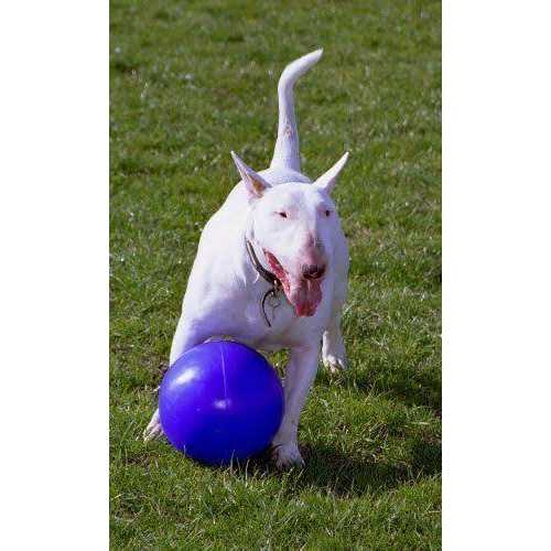 Animals O9187