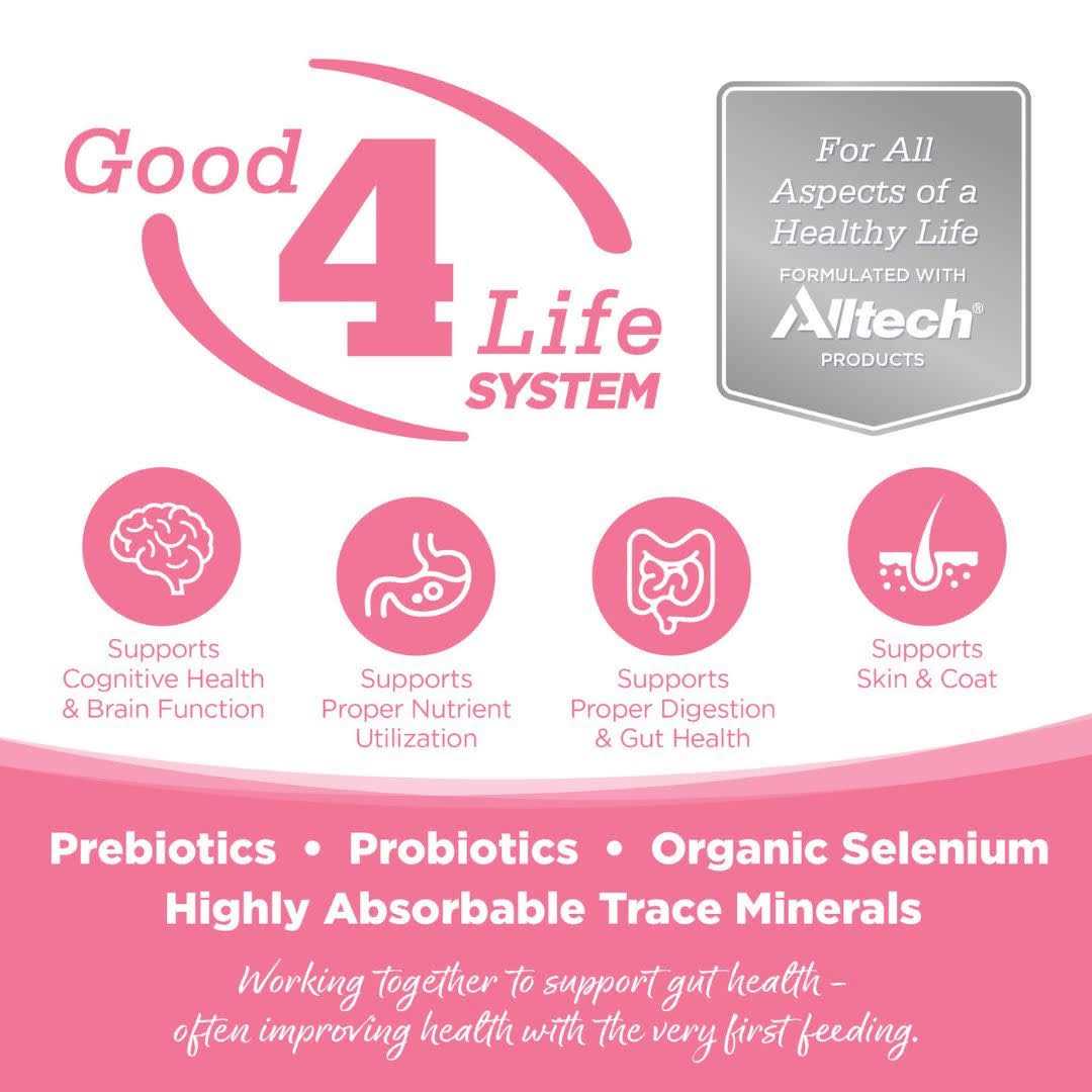 Grain Free Salmon Dog Food B113594