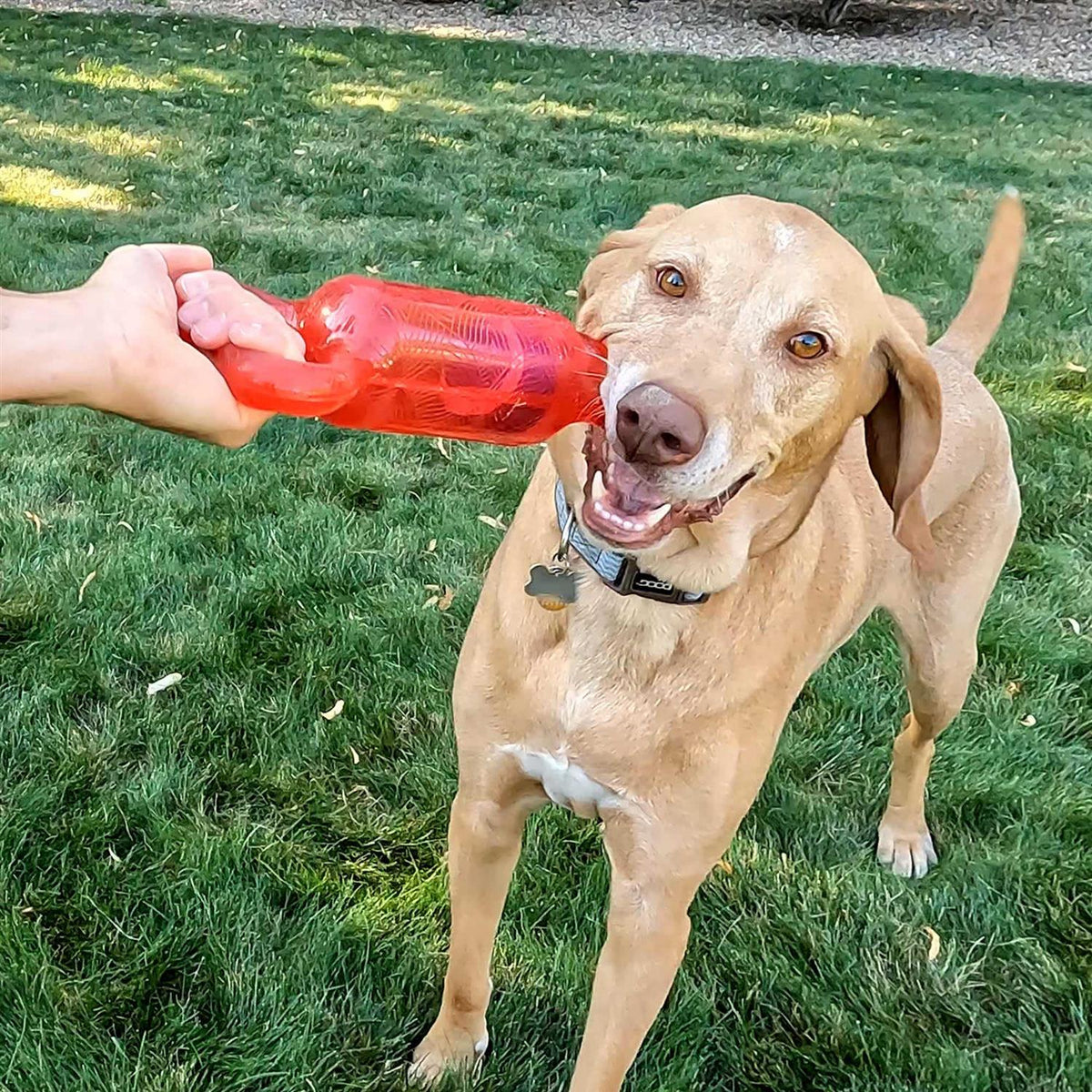 Dog Toy Y4064
