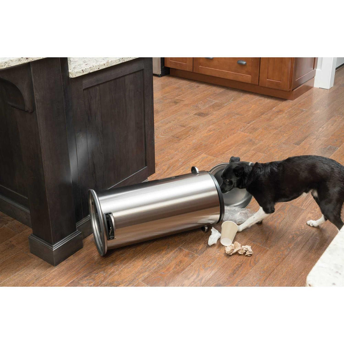 Dog Trainer D81097